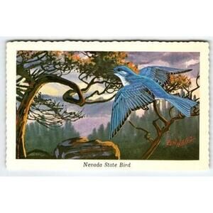 1968 Nevada State Bird Mountain Bluebird Postcard by Ken Haag